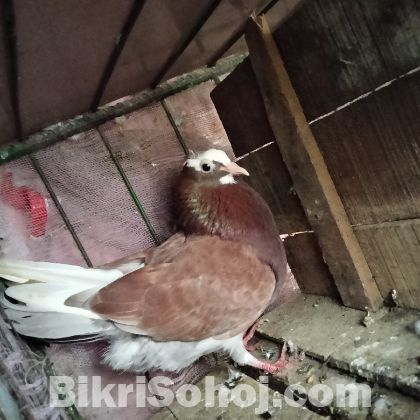 একটি লাল গিরিবাজ মাদি কবুতর বিক্রি করা হবে।